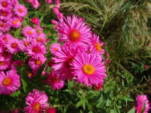 Meran und die Gärten von Schloss Trautmannsdorf