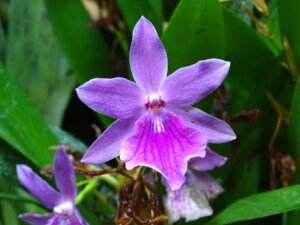 Meran und die Gärten von Schloss Trautmannsdorf